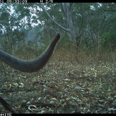 Notamacropus rufogriseus (Red-necked Wallaby) at Brogo, NSW - 1 Nov 2024 by JoelStibbardBCT