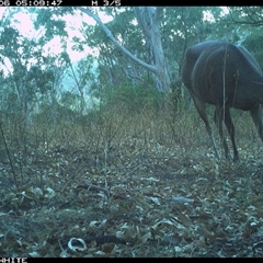 Cervus unicolor (Sambar Deer) at Brogo, NSW - 6 Nov 2024 by JoelStibbardBCT