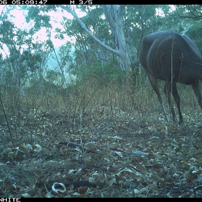 Cervus unicolor (Sambar Deer) at Brogo, NSW - 6 Nov 2024 by JoelStibbardBCT
