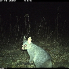 Trichosurus vulpecula (Common Brushtail Possum) at Brogo, NSW - 20 Nov 2024 by JoelStibbardBCT