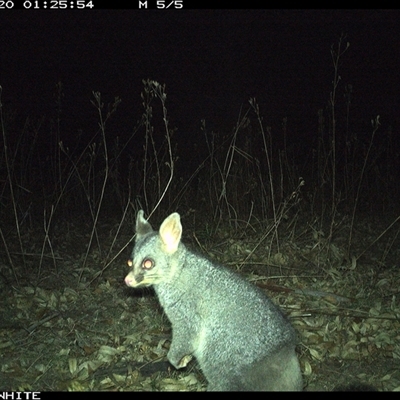 Trichosurus vulpecula (Common Brushtail Possum) at Brogo, NSW - 20 Nov 2024 by JoelStibbardBCT