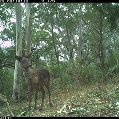 Dama dama (Fallow Deer) at Brogo, NSW - 26 Sep 2024 by JoelStibbardBCT