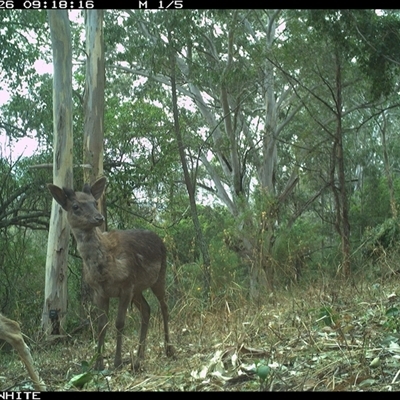 Dama dama (Fallow Deer) at Brogo, NSW - 26 Sep 2024 by JoelStibbardBCT