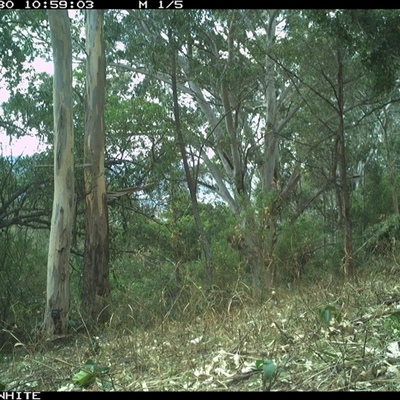 Notamacropus rufogriseus (Red-necked Wallaby) at Brogo, NSW - 30 Sep 2024 by JoelStibbardBCT