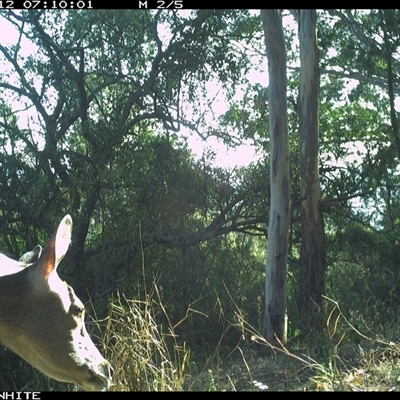 Cervus unicolor (Sambar Deer) at Brogo, NSW - 12 Oct 2024 by JoelStibbardBCT