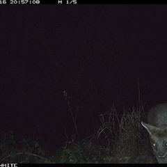 Wallabia bicolor (Swamp Wallaby) at Brogo, NSW - 16 Oct 2024 by JoelStibbardBCT