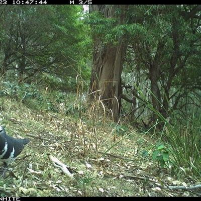 Leucosarcia melanoleuca (Wonga Pigeon) at Brogo, NSW - 23 Oct 2024 by JoelStibbardBCT