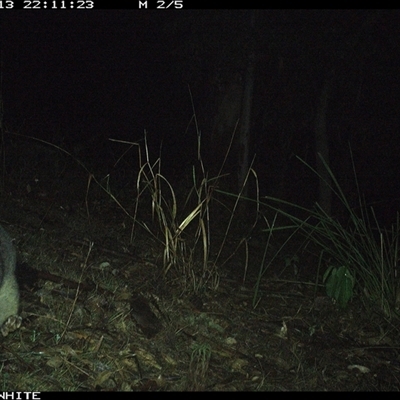 Trichosurus vulpecula (Common Brushtail Possum) at Brogo, NSW - 13 Nov 2024 by JoelStibbardBCT