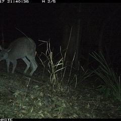 Macropus giganteus (Eastern Grey Kangaroo) at Brogo, NSW - 17 Nov 2024 by JoelStibbardBCT