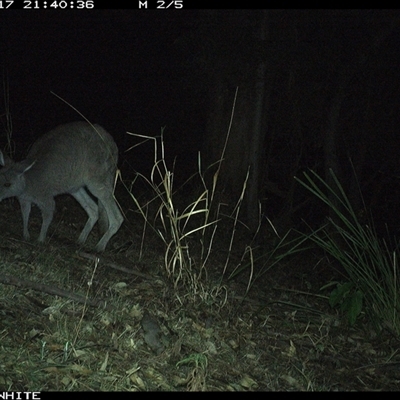 Macropus giganteus (Eastern Grey Kangaroo) at Brogo, NSW - 17 Nov 2024 by JoelStibbardBCT