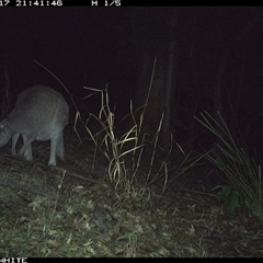Macropus giganteus (Eastern Grey Kangaroo) at Brogo, NSW - 17 Nov 2024 by JoelStibbardBCT