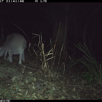 Macropus giganteus (Eastern Grey Kangaroo) at Brogo, NSW - 17 Nov 2024 by JoelStibbardBCT