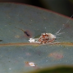 Monophlebulus sp. (genus) at Tharwa, ACT - 31 Jul 2025 by TimL