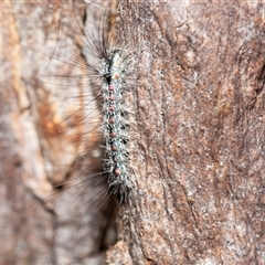 Anestia (genus) (A tiger moth) at Higgins, ACT - 10 Aug 2025 by AlisonMilton