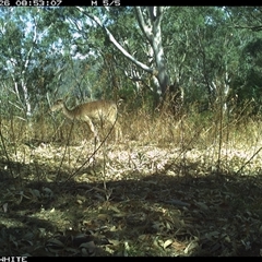 Unverified Mammal at Brogo, NSW - 26 Oct 2024 by JoelStibbardBCT