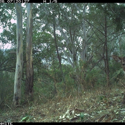 Unverified Mammal at Brogo, NSW - 26 Sep 2024 by JoelStibbardBCT