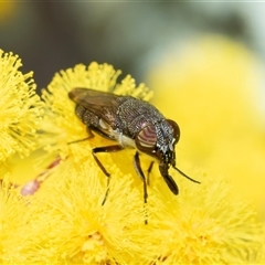 Stomorhina subapicalis (A snout fly) at Holt, ACT - 10 Aug 2025 by AlisonMilton