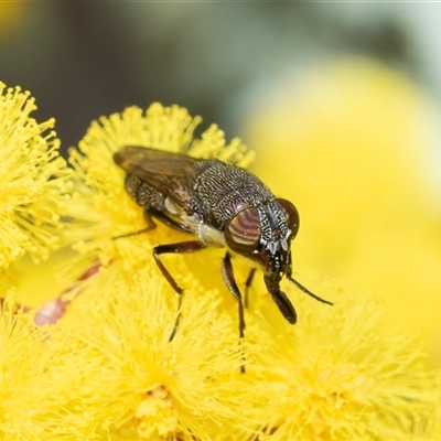 Stomorhina subapicalis (A snout fly) at Holt, ACT - 10 Aug 2025 by AlisonMilton