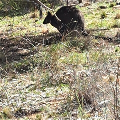 Wallabia bicolor (Swamp Wallaby) at Watson, ACT - 11 Aug 2025 by abread111