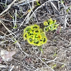 Drosera (genus) (A Sundew) at Isaacs, ACT - 11 Aug 2025 by Mike