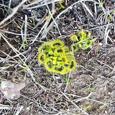 Drosera (genus) (A Sundew) at Isaacs, ACT - 11 Aug 2025 by Mike