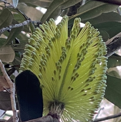 Unverified Plant at  - suppressed by pls047