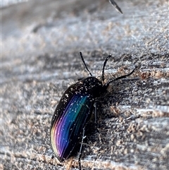 Chalcopteroides sp. (genus) (Rainbow darkling beetle) at Kingscote, SA - 5 Jul 2025 by JoshMulvaney