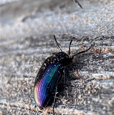 Chalcopteroides sp. (genus) (Rainbow darkling beetle) at Kingscote, SA - 5 Jul 2025 by JoshMulvaney