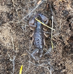 Urodacus sp. (genus) (A scorpion) at Kingscote, SA - 3 Aug 2025 by JoshMulvaney