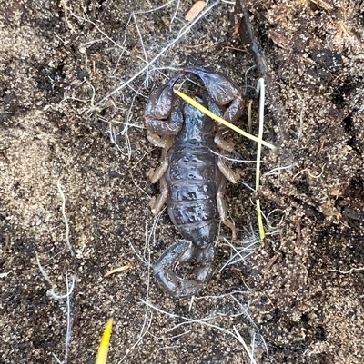 Urodacus sp. (genus) (A scorpion) at Kingscote, SA - 3 Aug 2025 by JoshMulvaney