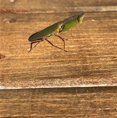 Orthodera ministralis (Green Mantid) at Kingscote, SA - 10 Aug 2025 by JoshMulvaney