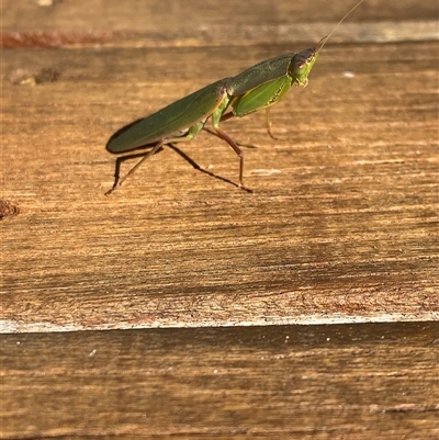 Orthodera ministralis (Green Mantid) at Kingscote, SA - 10 Aug 2025 by JoshMulvaney