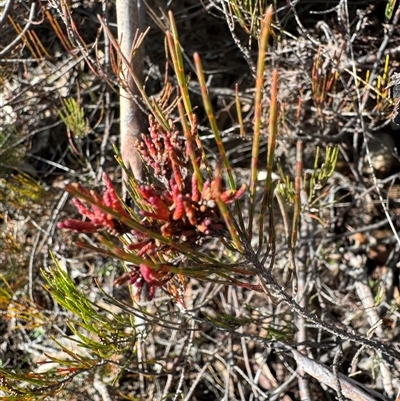 Allocasuarina nana (Dwarf She-oak) at Berlang, NSW - 11 Aug 2025 by Safarigirl