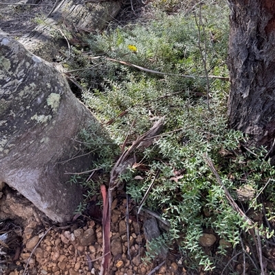 Persoonia asperula at Berlang, NSW - 11 Aug 2025 by Safarigirl