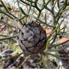 Petrophile sessilis (Conesticks) at Krawarree, NSW - 11 Aug 2025 by Safarigirl