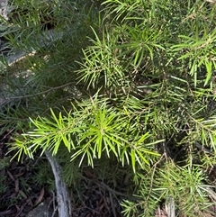 Persoonia linearis (Narrow-leaved Geebung) at Berlang, NSW - 11 Aug 2025 by Safarigirl