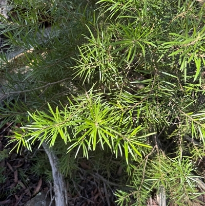 Persoonia linearis (Narrow-leaved Geebung) at Berlang, NSW - 11 Aug 2025 by Safarigirl
