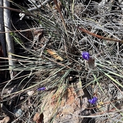 Patersonia sericea (silky purple-flag) at Krawarree, NSW - 11 Aug 2025 by Safarigirl