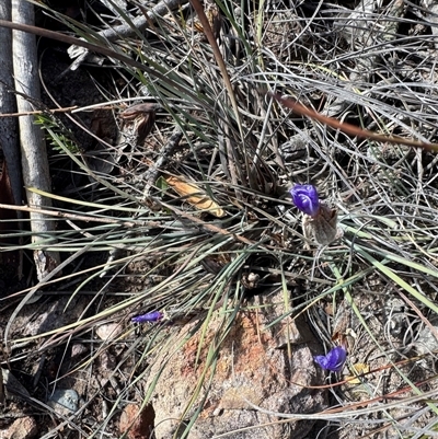 Patersonia sericea (silky purple-flag) at Krawarree, NSW - 11 Aug 2025 by Safarigirl