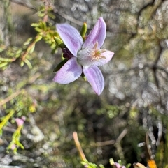 Philotheca salsolifolia subsp. salsolifolia (Philotheca) at Krawarree, NSW - 11 Aug 2025 by Safarigirl