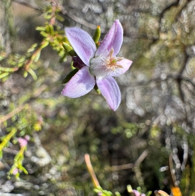 Philotheca salsolifolia subsp. salsolifolia (Philotheca) at Krawarree, NSW - 11 Aug 2025 by Safarigirl