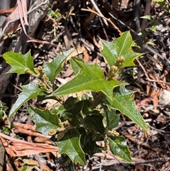 Podolobium ilicifolium (prickly shaggy-pea) at Berlang, NSW - 11 Aug 2025 by Safarigirl