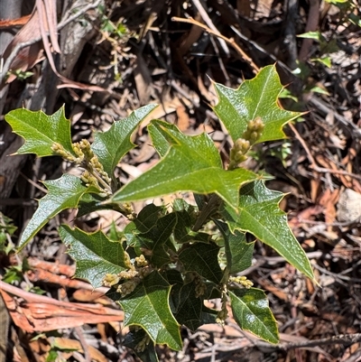 Podolobium ilicifolium (prickly shaggy-pea) at Berlang, NSW - 11 Aug 2025 by Safarigirl