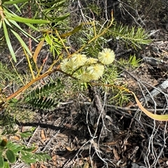 Acacia terminalis (Sunshine Wattle) at Krawarree, NSW - 11 Aug 2025 by Safarigirl