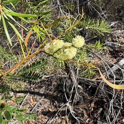 Acacia terminalis (Sunshine Wattle) at Krawarree, NSW - 11 Aug 2025 by Safarigirl