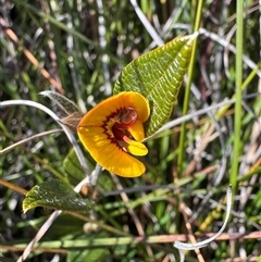 Mirbelia platylobioides (Large-flowered Mirbelia) at Berlang, NSW - 11 Aug 2025 by Safarigirl
