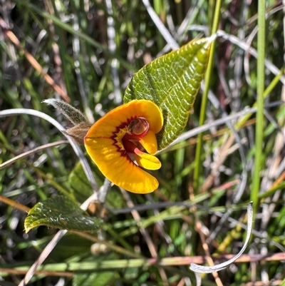 Mirbelia platylobioides (Large-flowered Mirbelia) at Berlang, NSW - 11 Aug 2025 by Safarigirl