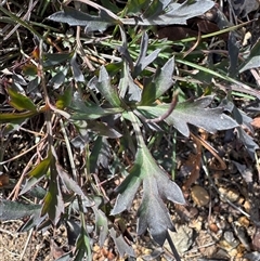 Grevillea (genus) at Berlang, NSW - 11 Aug 2025 by Safarigirl