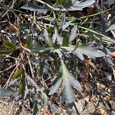 Grevillea (genus) at Berlang, NSW - 11 Aug 2025 by Safarigirl