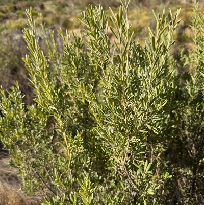 Grevillea arenaria subsp. arenaria (Nepean Spider Flower) at Bombay, NSW - 11 Aug 2025 by Safarigirl